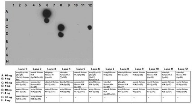 Anti-acetyl (Lys26) phospho (Ser27) Histone H1.4 Antibody from rabbit, purified by affinity chromatography