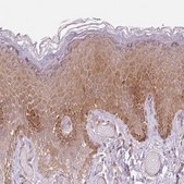 Anti-FBXL14 antibody produced in rabbit Prestige Antibodies&#174; Powered by Atlas Antibodies, affinity isolated antibody, buffered aqueous glycerol solution