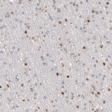 Anti-NFIB antibody produced in rabbit Prestige Antibodies&#174; Powered by Atlas Antibodies, affinity isolated antibody, buffered aqueous glycerol solution