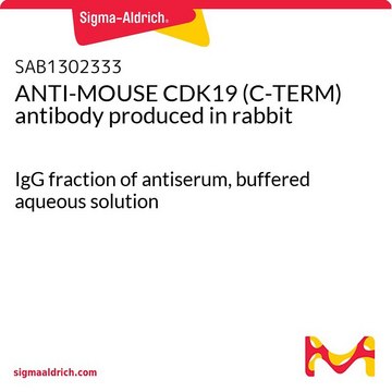 ANTI-MOUSE CDK19 (C-TERM) antibody produced in rabbit IgG fraction of antiserum, buffered aqueous solution