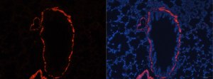 Anti-alpha smooth muscle actin antibody produced in rabbit