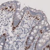 Monoclonal Anti-F3 antibody produced in mouse Prestige Antibodies&#174; Powered by Atlas Antibodies, clone CL3805, purified immunoglobulin, buffered aqueous glycerol solution