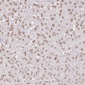 Anti-FAM13A antibody produced in rabbit Prestige Antibodies&#174; Powered by Atlas Antibodies, affinity isolated antibody, buffered aqueous glycerol solution