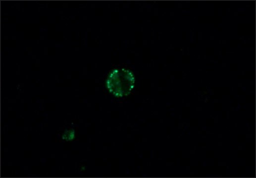 Anti-Dog IgG (whole molecule)–FITC antibody produced in rabbit affinity isolated antibody, buffered aqueous solution