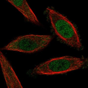 Anti-Nfat5 Antibody Produced In Rabbit Prestige Antibodies&#174; Powered by Atlas Antibodies, affinity isolated antibody, buffered aqueous glycerol solution