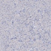 Anti-ATP4A antibody produced in rabbit Prestige Antibodies&#174; Powered by Atlas Antibodies, affinity isolated antibody, buffered aqueous glycerol solution