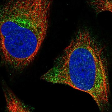 Anti-WNT2B antibody produced in rabbit Prestige Antibodies&#174; Powered by Atlas Antibodies, affinity isolated antibody