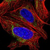 Anti-MGME1 antibody produced in rabbit Prestige Antibodies&#174; Powered by Atlas Antibodies, affinity isolated antibody, buffered aqueous glycerol solution