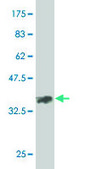 Monoclonal Anti-EPHA2 antibody produced in mouse clone 1E3, purified immunoglobulin, buffered aqueous solution