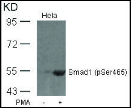 Anti-phospho-SMAD1 (pSer465) antibody produced in rabbit affinity isolated antibody