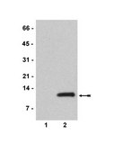 Anti-acetyl-Histone H4 (Lys8) Antibody serum, Upstate&#174;