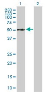Anti-CFI antibody produced in mouse purified immunoglobulin, buffered aqueous solution