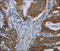 Anti-NOX3 antibody produced in rabbit affinity isolated antibody