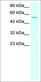 Anti-LHX6 antibody produced in rabbit IgG fraction of antiserum