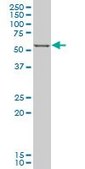 ANTI-FOXC2 antibody produced in mouse clone 3H5, purified immunoglobulin, buffered aqueous solution