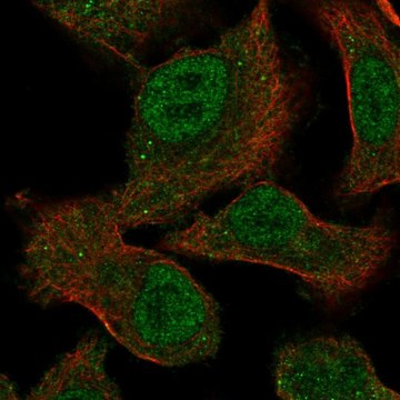 Anti-MEGF9 antibody produced in rabbit Prestige Antibodies&#174; Powered by Atlas Antibodies, affinity isolated antibody