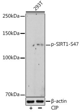 Anti-Phospho-SIRT1-S47 antibody produced in rabbit