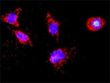 Monoclonal Anti-CSNK1D, (C-terminal) antibody produced in mouse clone 4H8, purified immunoglobulin, buffered aqueous solution