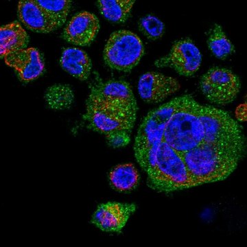 Anti-Ksr1 Antibody Produced In Rabbit Prestige Antibodies&#174; Powered by Atlas Antibodies, affinity isolated antibody, buffered aqueous glycerol solution