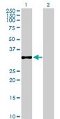 Anti-CHGN antibody produced in mouse purified immunoglobulin, buffered aqueous solution