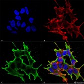Monoclonal Anti-Pink1 antibody produced in mouse clone S4-15, purified immunoglobulin