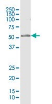 Anti-RPL4 antibody produced in rabbit purified immunoglobulin, buffered aqueous solution
