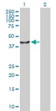 Anti-TRIB3 antibody produced in rabbit purified immunoglobulin, buffered aqueous solution