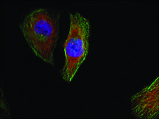Anti-phospho-MAPK3 (pThr202) antibody produced in rabbit affinity isolated antibody