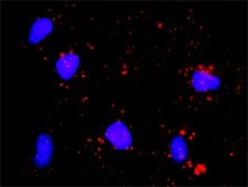 Monoclonal Anti-E2F1 antibody produced in mouse clone 2E10, purified immunoglobulin, buffered aqueous solution