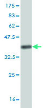Monoclonal Anti-KHSRP antibody produced in mouse clone 2C7, purified immunoglobulin, buffered aqueous solution