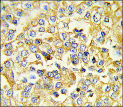 Anti-ANPA (N-term) antibody produced in rabbit IgG fraction of antiserum, buffered aqueous solution