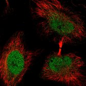 Anti-WASHC4 antibody produced in rabbit Prestige Antibodies&#174; Powered by Atlas Antibodies, affinity isolated antibody, buffered aqueous glycerol solution