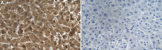 Anti-LDH-A Antibody, clone 1I7 ZooMAb&#174; Rabbit Monoclonal recombinant, expressed in HEK 293 cells