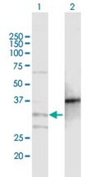 Anti-MOGAT2 antibody produced in mouse purified immunoglobulin, buffered aqueous solution