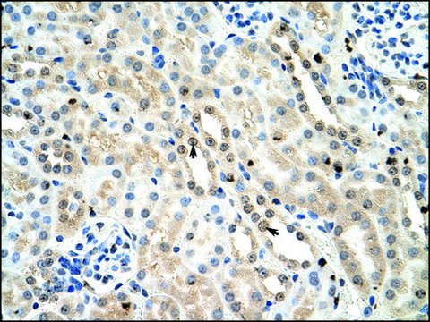 Anti-FOXK1 antibody produced in rabbit IgG fraction of antiserum