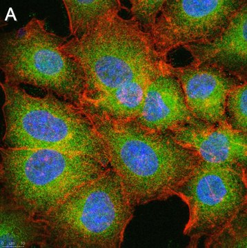 Anti-MCU Antibody, clone 3N3 ZooMAb&#174; Rabbit Monoclonal recombinant, expressed in HEK 293 cells