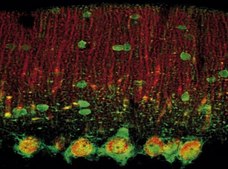 Anti-Calcium Channel Antibody, Voltage Gated &#945; 1C Chemicon&#174;, from rabbit