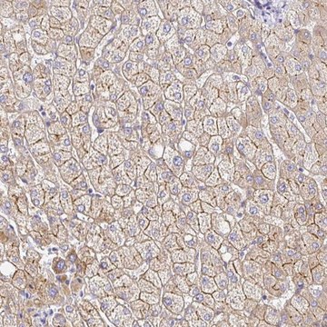 Anti-MYO1B antibody produced in rabbit Prestige Antibodies&#174; Powered by Atlas Antibodies, affinity isolated antibody, buffered aqueous glycerol solution