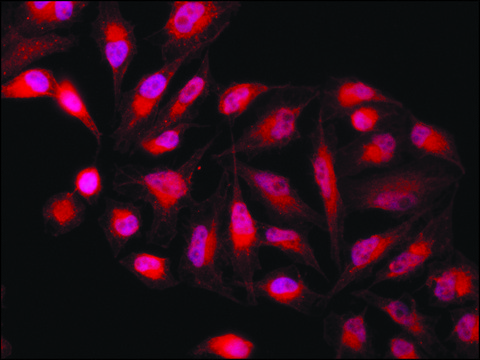 Anti-PKM2 (isoform M2) antibody produced in rabbit ~1.5&#160;mg/mL, affinity isolated antibody