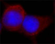 ANTI-FLAG&#174; antibody produced in rabbit affinity isolated antibody, buffered aqueous solution