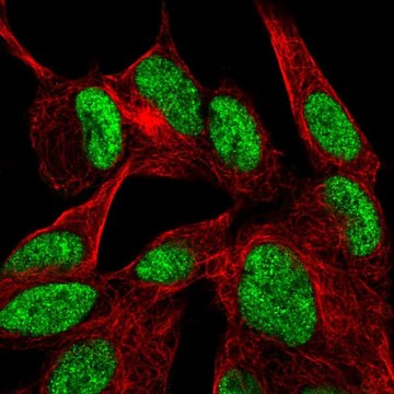 Anti-DVL2 antibody produced in rabbit Prestige Antibodies&#174; Powered by Atlas Antibodies, affinity isolated antibody