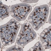 Monoclonal Anti-CD8A antibody produced in mouse Prestige Antibodies&#174; Powered by Atlas Antibodies, clone CL1529, purified immunoglobulin, buffered aqueous glycerol solution