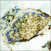 Anti-phospho-Caspase 8 (pTyr380) antibody produced in rabbit affinity isolated antibody