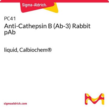 Anti-Cathepsin B (Ab-3) Rabbit pAb liquid, Calbiochem&#174;