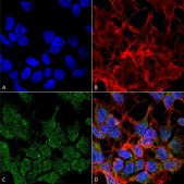 Monoclonal Anti-Vglut3 - Apc antibody produced in mouse clone S34-34, purified immunoglobulin