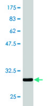 Monoclonal Anti-ZDHHC8 antibody produced in mouse clone 1G8, purified immunoglobulin, buffered aqueous solution