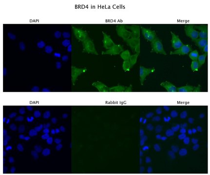 Anti-BRD4 affinity isolated antibody