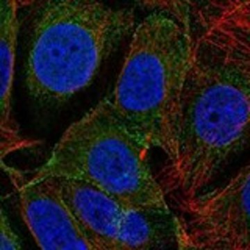 Anti-DLGAP3 antibody produced in rabbit Prestige Antibodies&#174; Powered by Atlas Antibodies, affinity isolated antibody, buffered aqueous glycerol solution