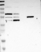 Anti-Selplg Antibody Produced In Rabbit Prestige Antibodies&#174; Powered by Atlas Antibodies, affinity isolated antibody, buffered aqueous glycerol solution