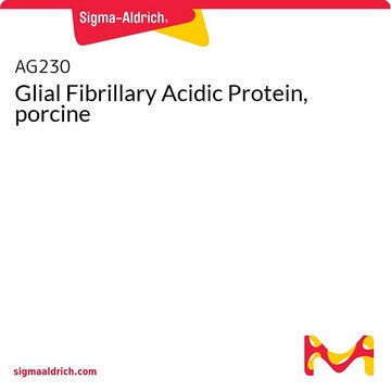 Glial Fibrillary Acidic Protein, porcine